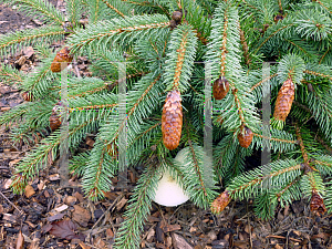 Picture of Picea pungens 'Ruby Teardrops'