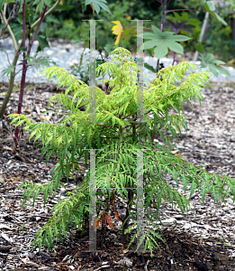 Picture of Rhus typhina 'Bailtiger (Tiger Eyes)'