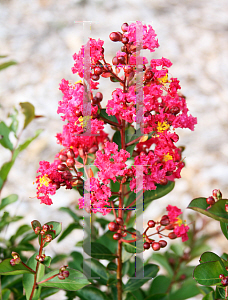 Picture of Lagerstroemia indica 'Victor'
