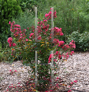 Picture of Lagerstroemia indica 'Victor'