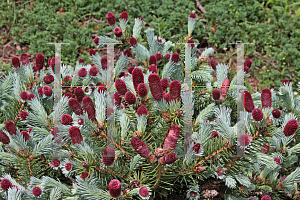 Picture of Picea pungens 'Ruby Teardrops'