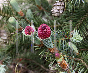 Picture of Picea pungens 'Ruby Teardrops'