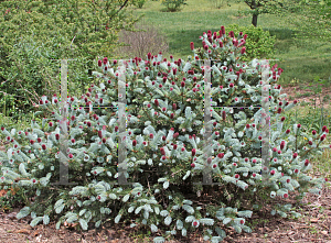 Picture of Picea pungens 'Ruby Teardrops'