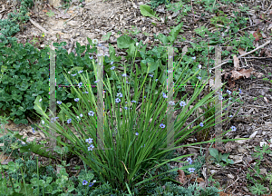 Picture of Sisyrinchium angustifolium 