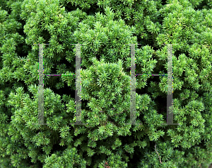 Picture of Cryptomeria japonica 'Lobbi Nana'