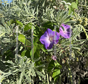 Picture of Ipomoea nil '~Species'