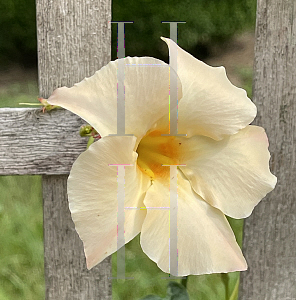 Picture of Mandevilla  'Sun Parasol Apricot'