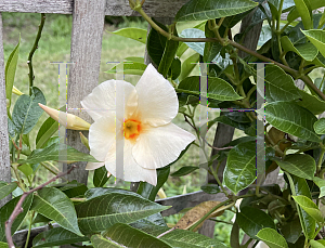 Picture of Mandevilla  'Sun Parasol Apricot'