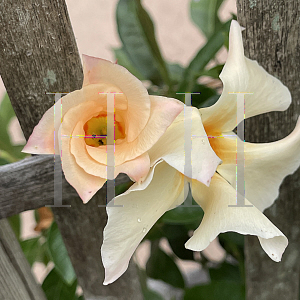 Picture of Mandevilla  'Sun Parasol Apricot'