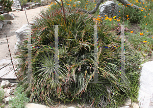 Picture of Agave toumeyana '~Species'