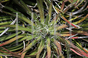 Picture of Agave toumeyana '~Species'