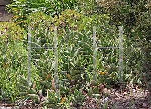 Picture of Aloe perfoliata '~Species'