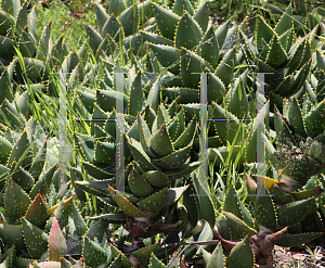 Picture of Aloe perfoliata '~Species'