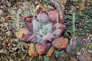 Picture of Echeveria  'Baron Bold'