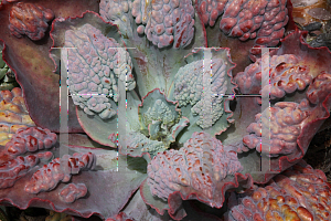 Picture of Echeveria  'Baron Bold'