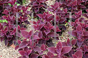 Picture of Coleus scutellarioides 'Vino'