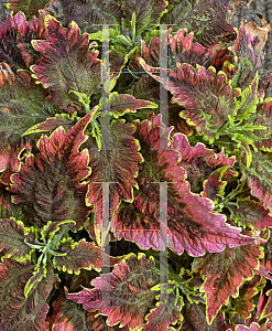 Picture of Coleus scutellarioides 'Colorblaze El Brighto'
