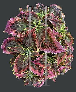 Picture of Coleus scutellarioides 'Colorblaze El Brighto'