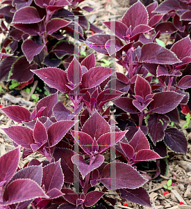 Picture of Coleus scutellarioides 'Vino'