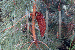 Picture of Pinus attenuata '~Species'