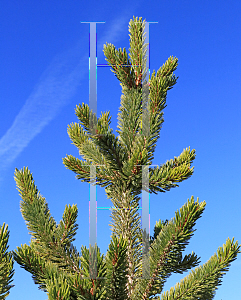 Picture of Pinus longaeva '~Species'
