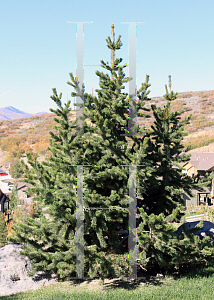 Picture of Pinus longaeva '~Species'