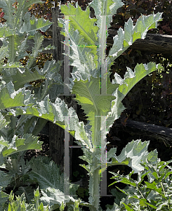 Picture of Onopordum acanthium '~Species'