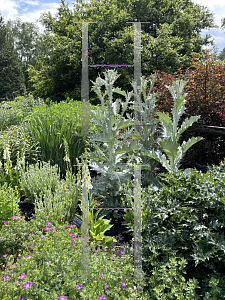 Picture of Onopordum acanthium '~Species'