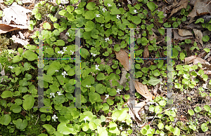 Picture of Viola pallens '~Species'