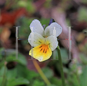 Picture of Viola arvensis '~Species'