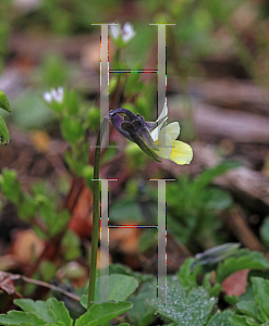 Picture of Viola arvensis '~Species'