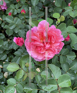Picture of Rosa  'Lilian Austin'