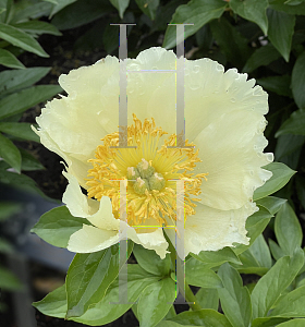 Picture of Paeonia  'Sonia Helene'