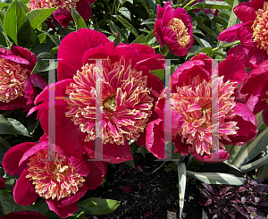 Picture of Paeonia lactiflora 'Sword Dancer'
