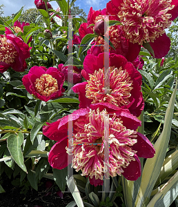 Picture of Paeonia lactiflora 'Sword Dancer'