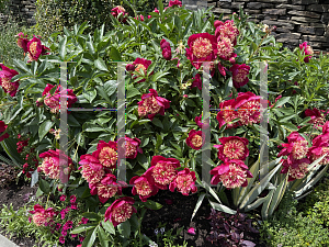 Picture of Paeonia lactiflora 'Sword Dancer'