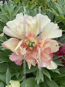 Picture of Paeonia (z)(Itoh Group) 'Julia Rose'