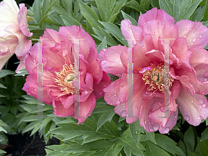 Picture of Paeonia (z)(Itoh Group) 'Julia Rose'