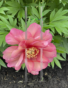 Picture of Paeonia (z)(Itoh Group) 'Julia Rose'