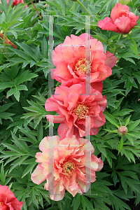 Picture of Paeonia (z)(Itoh Group) 'Julia Rose'