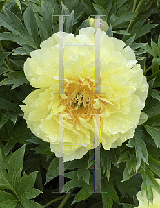 Picture of Paeonia (z)(Itoh Group) 'Sequestered Sunshine'
