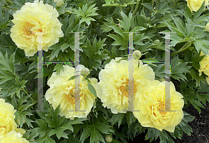 Picture of Paeonia (z)(Itoh Group) 'Sequestered Sunshine'
