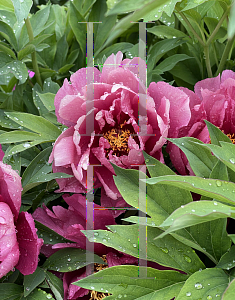 Picture of Paeonia (z)(Itoh Group) 'Yankee Doodle Dandy'