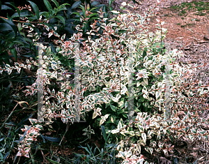 Picture of Abelia  'Mardi Gras'