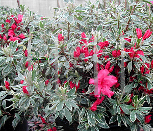 Picture of Rhododendron (subgenus Azalea) 'Girard's Var Gem'