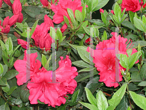 Picture of Rhododendron (subgenus Azalea) 'Belfair'