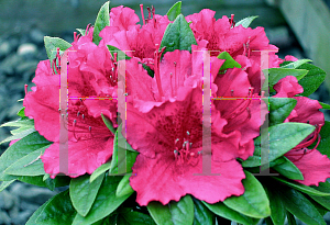 Picture of Rhododendron (subgenus Azalea) 'Girard's Fuchsia'