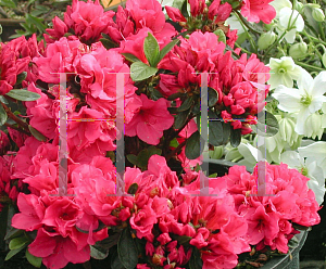 Picture of Rhododendron (subgenus Azalea) 'Pink Clusters'