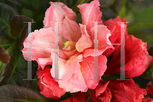 Picture of Rhododendron (subgenus Azalea) 'Arneson Cameo'