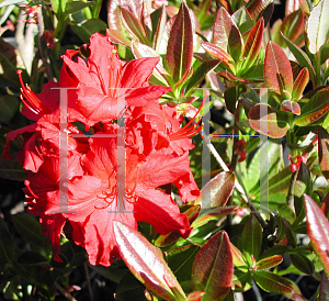 Picture of Rhododendron (subgenus Azalea) 'Arneson Flame'